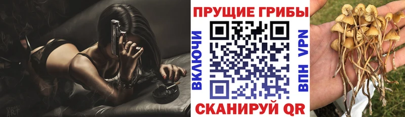 Галлюциногенные грибы Psilocybe  Купить закладки  Торопец 